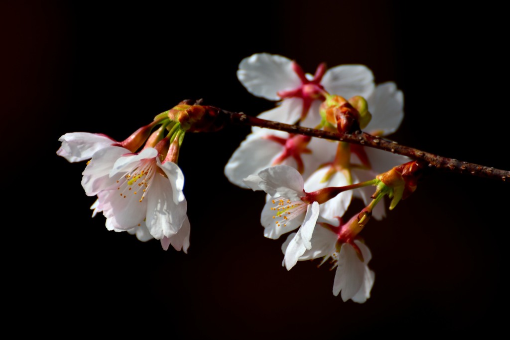 玉縄桜