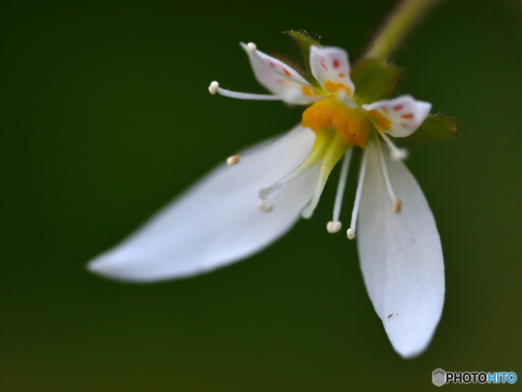 鴨足草 By Sokaji Id 写真共有サイト Photohito