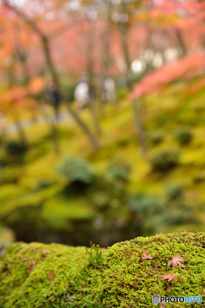 深秋の箱根　箱根美術館　Ⅳ