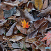 足元の紅一点