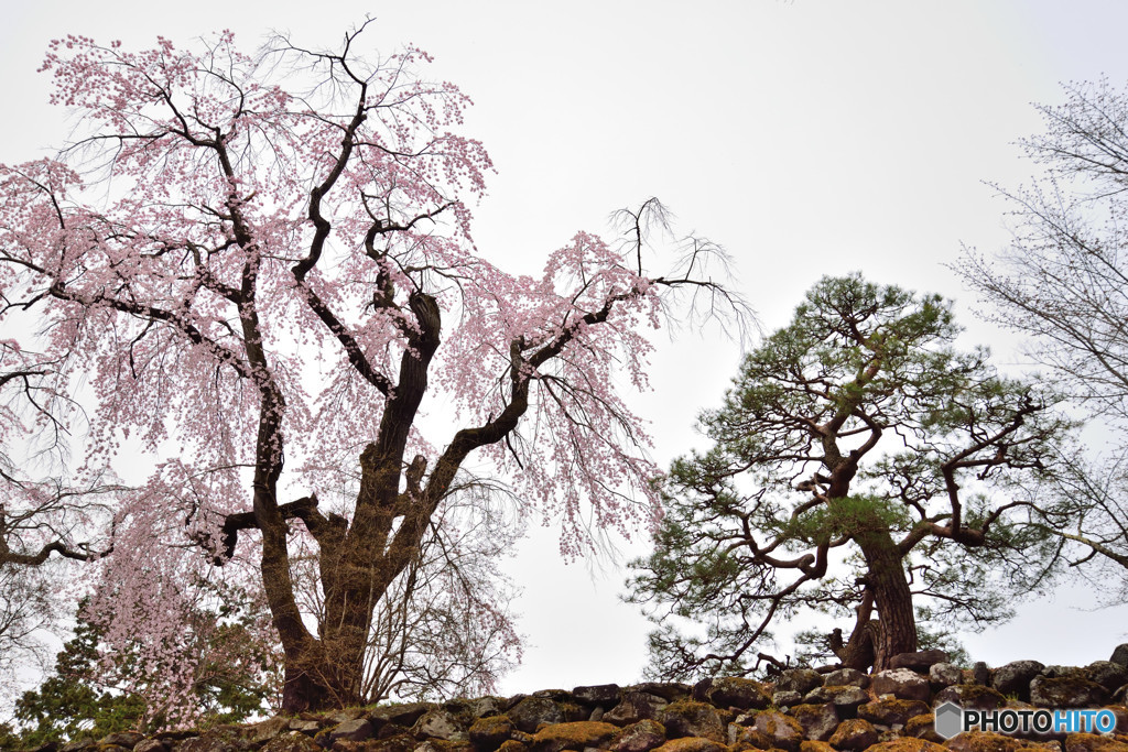 信州桜めぐり　小諸城址　懐古園　①