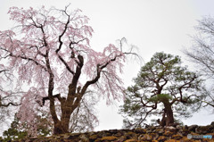 信州桜めぐり　小諸城址　懐古園　①