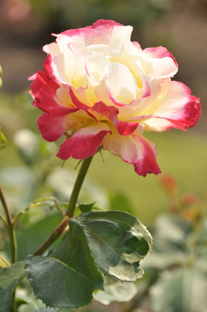 港の見える丘公園