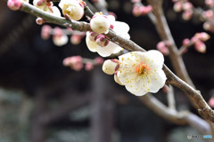 春の声聞こえて　その３
