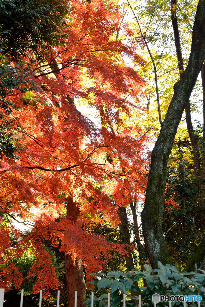 紅一本