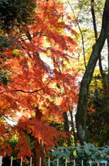紅一本