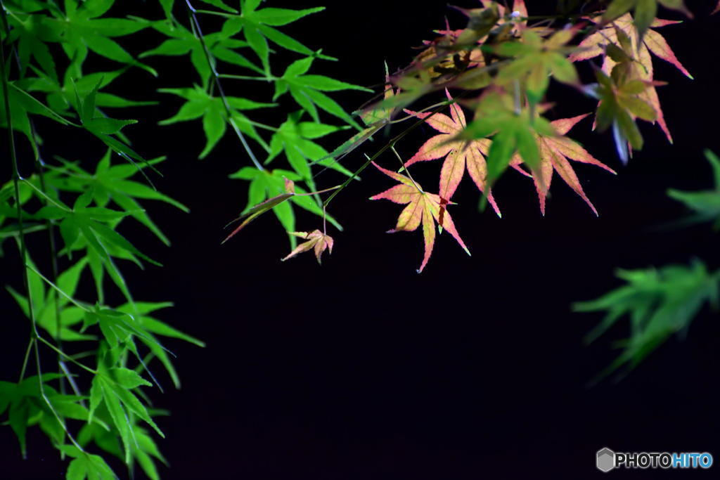 GREEN　＆　RED