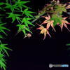GREEN　＆　RED