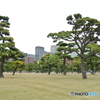 大きな盆栽群