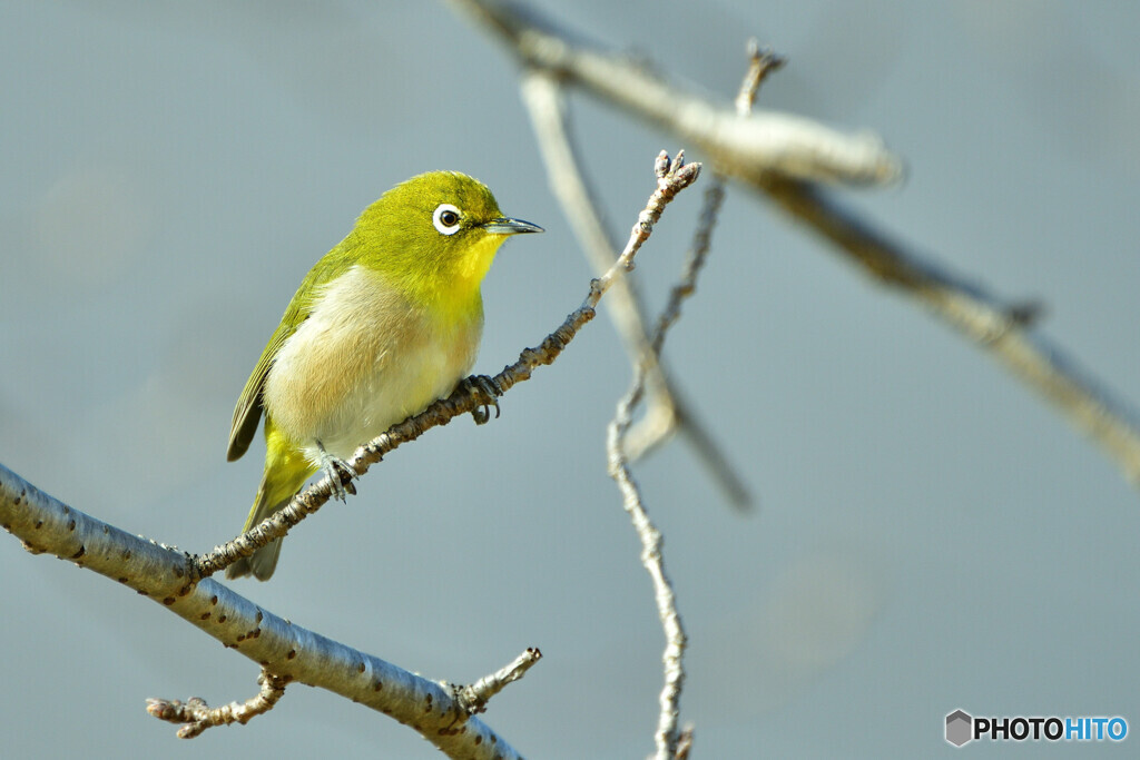 「きみ可愛いね」