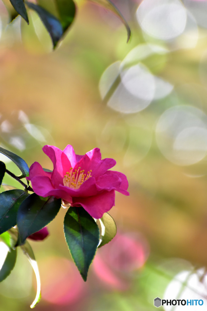 Camellia sasanqua－２