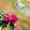 Camellia sasanqua－２