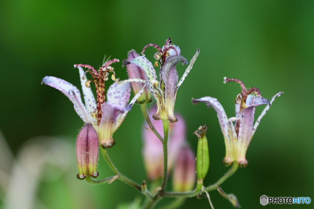 道端のシャンデリア