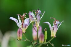 道端のシャンデリア