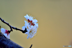 気品 その1 気品 その1