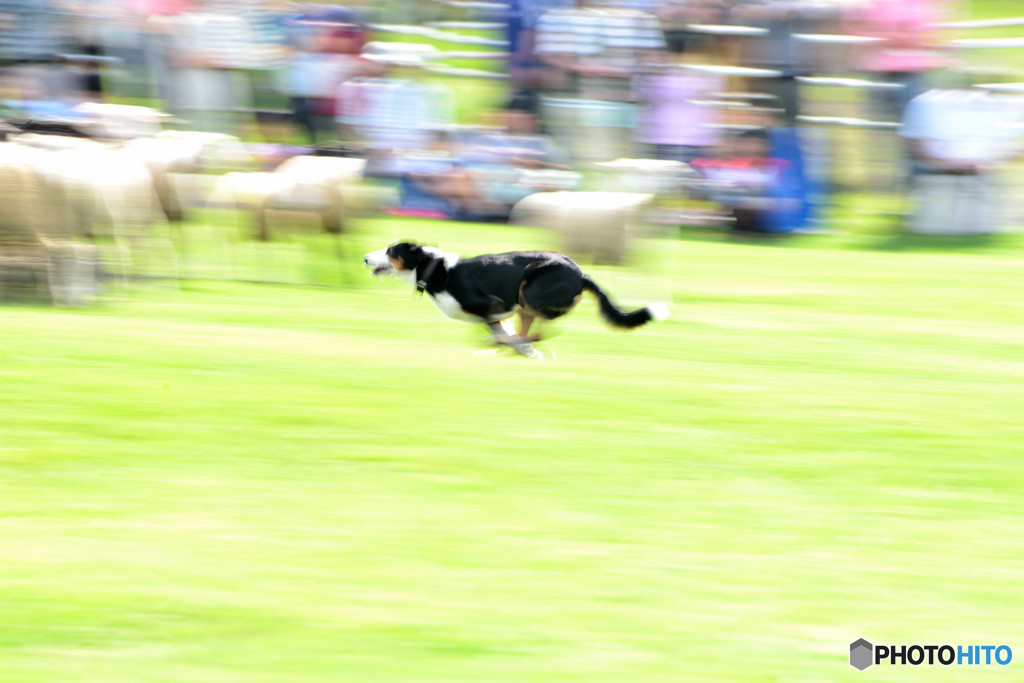 躍動感あるれる牧羊犬