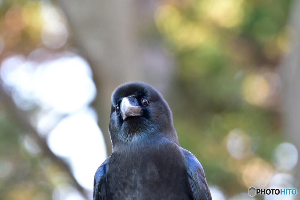 撮り（鳥）納
