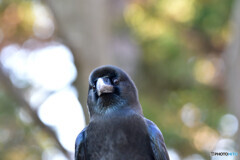 撮り（鳥）納