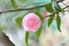 乙女のささやき