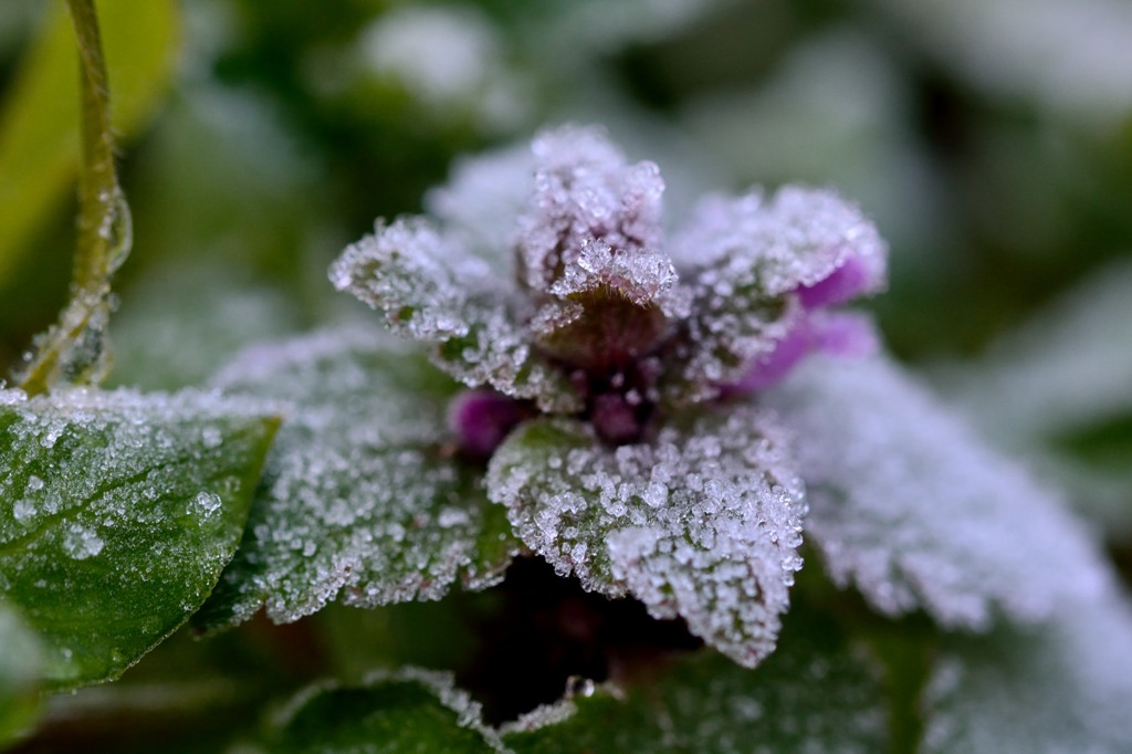 frozen flower