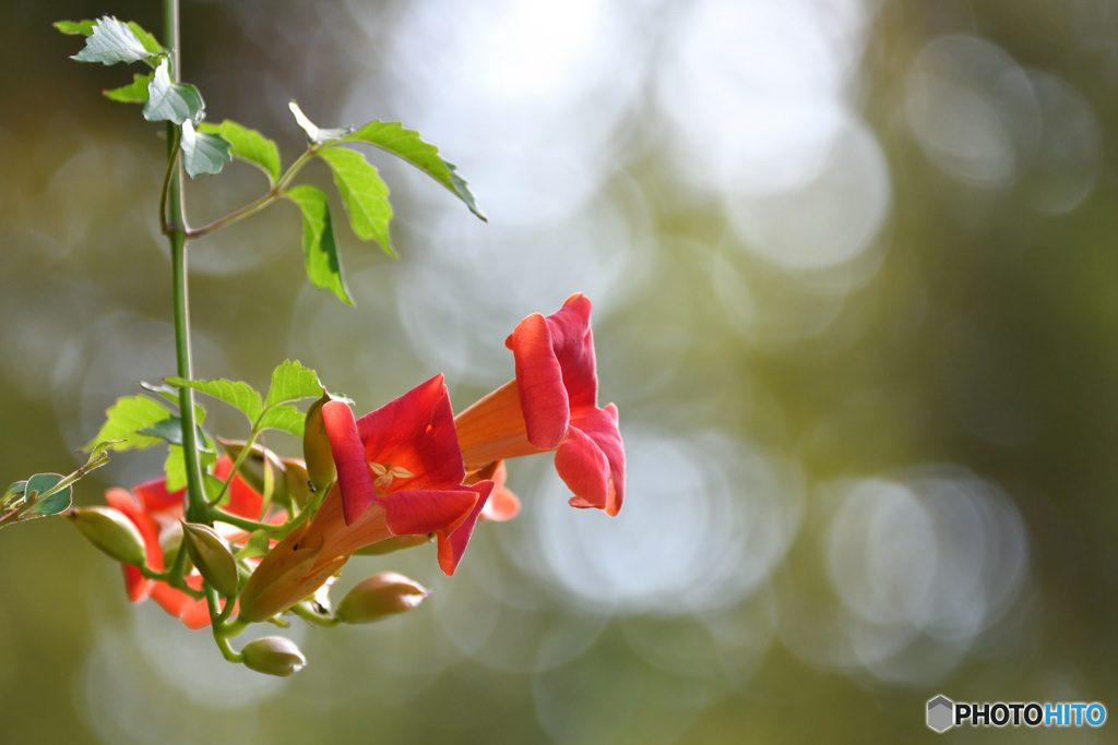 Trumpet creeper