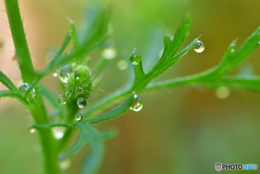 雨上がりの朝