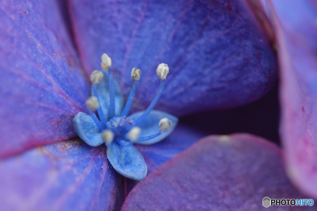 あじさいの花