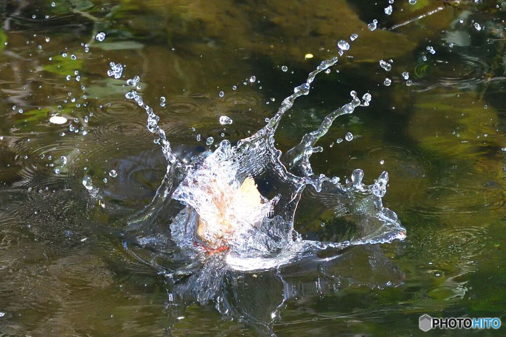 氷中カワセミ