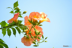 Trumpet vine