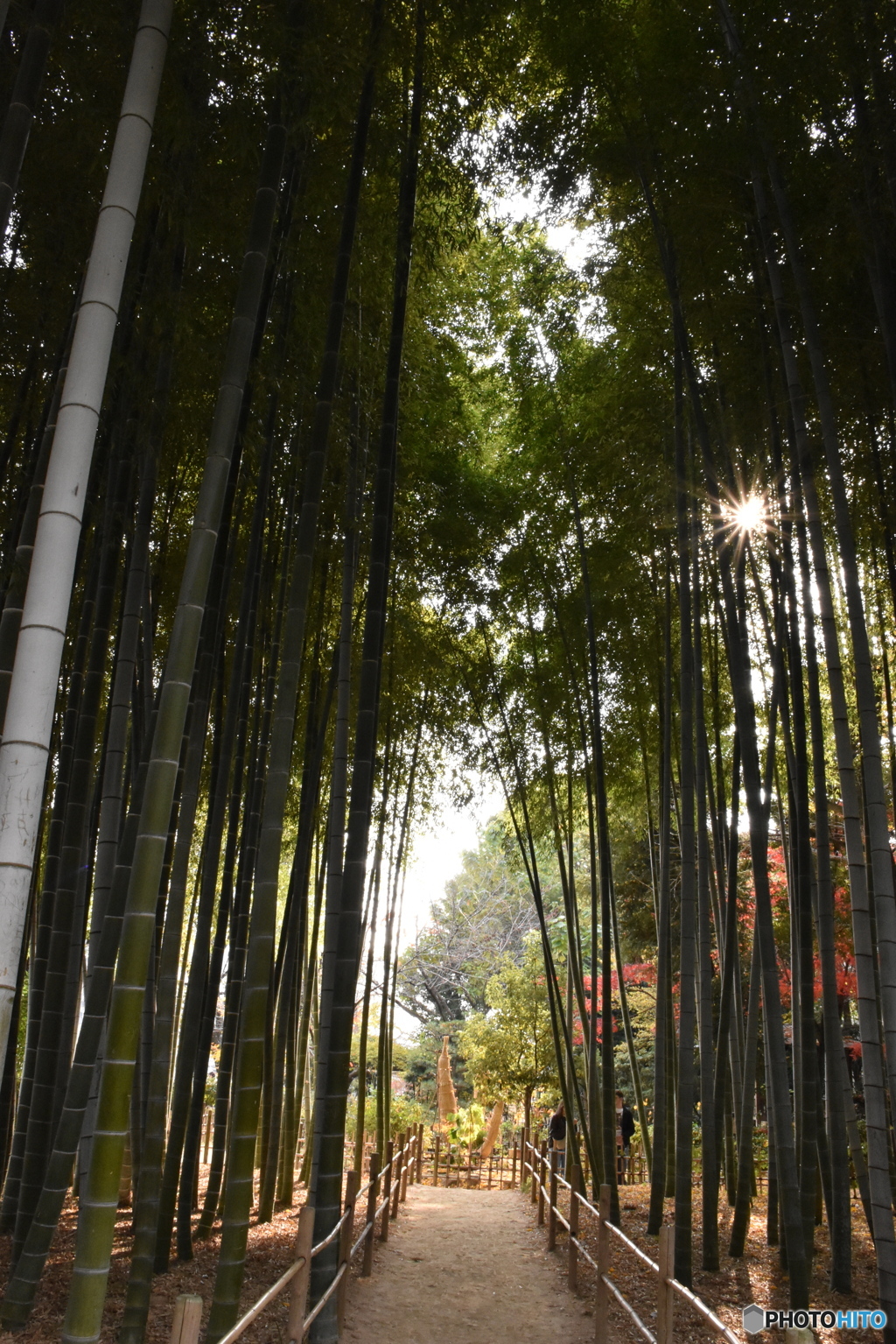 小さな竹林の小路