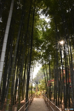 小さな竹林の小路