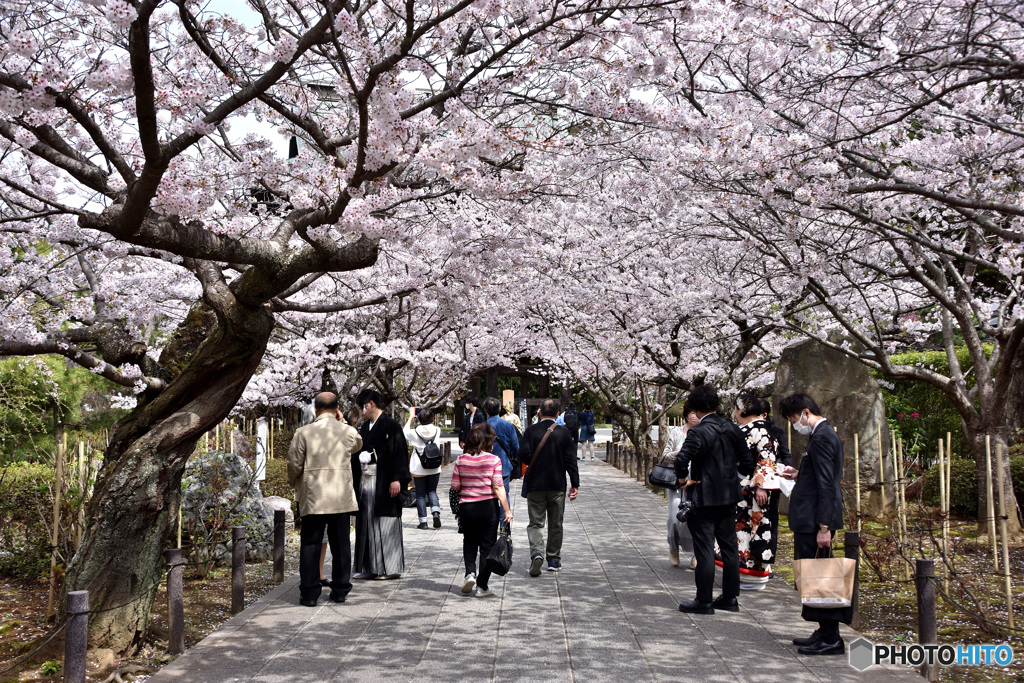 鎌倉桜めぐり　その２