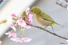 チュッ！