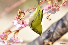 サクジロー参上　その２