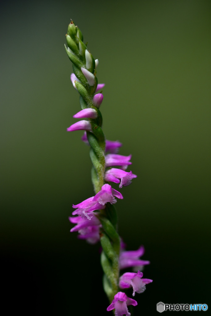 Lady's tresses