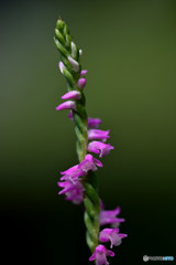 Lady's tresses