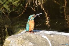 ペンギンになったカワセミ