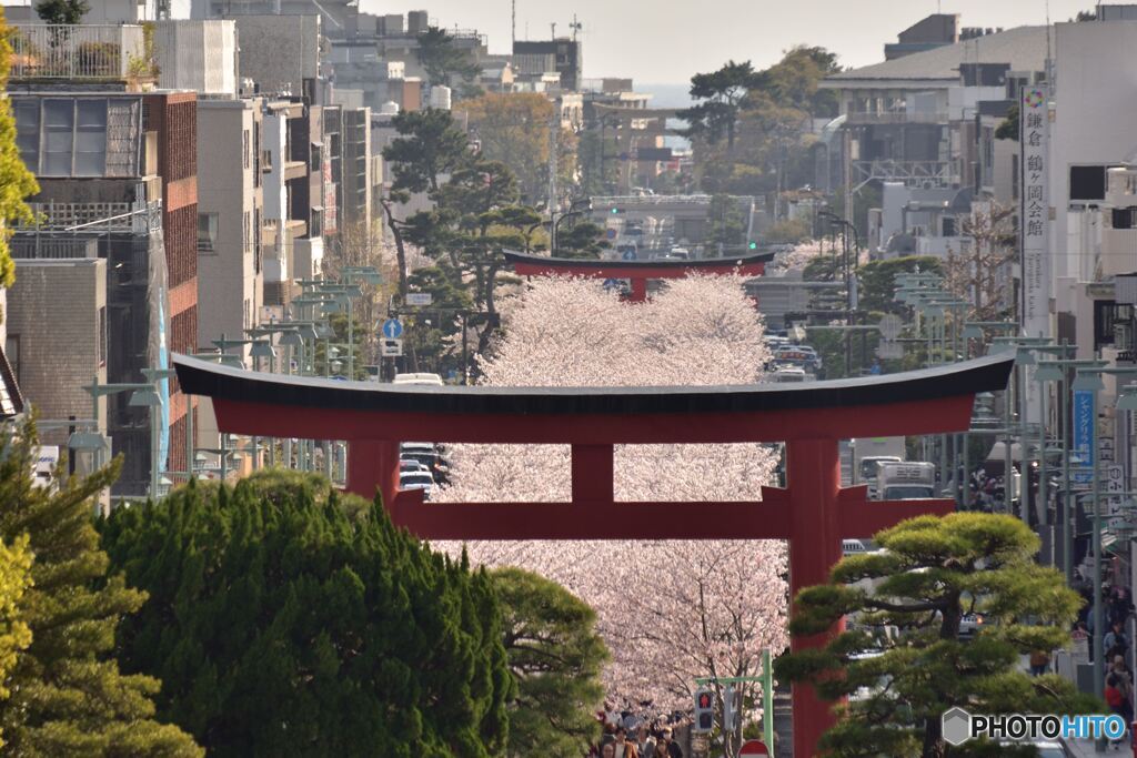 段葛