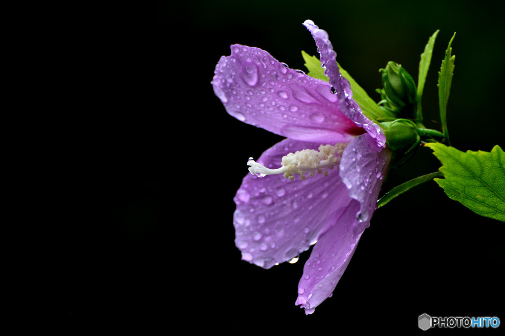 雨の止み間に