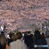 段葛　その４