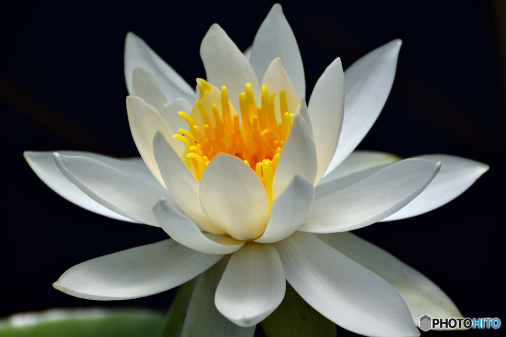 卵の花