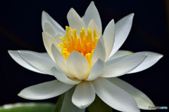卵の花