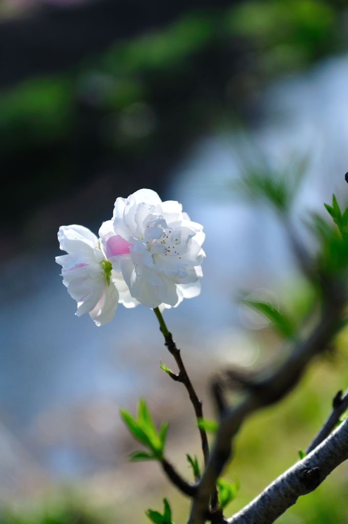 川辺に咲く