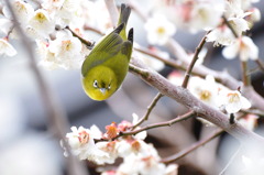 まんまるお顔