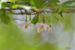 Japanese snowbell