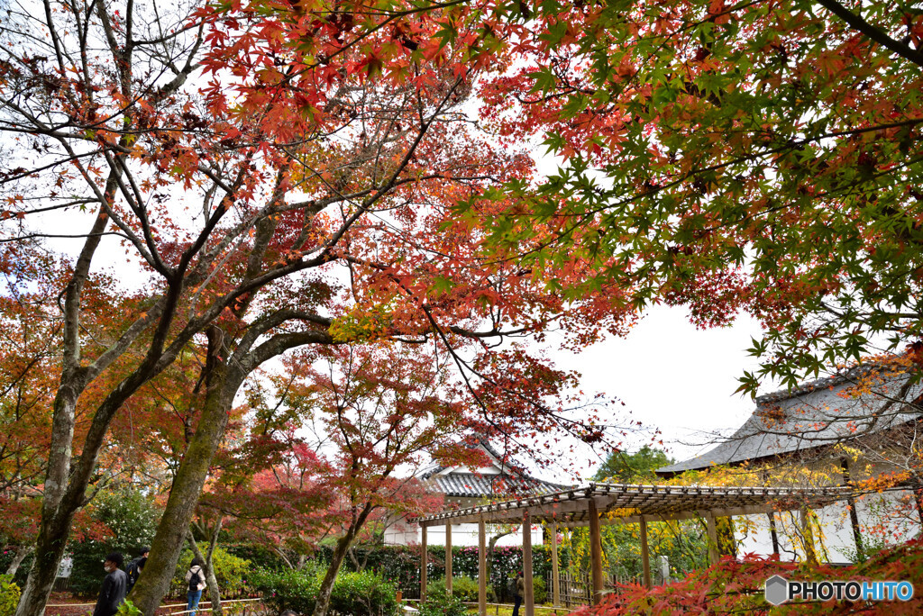 京都の紅葉２０２０　その２３