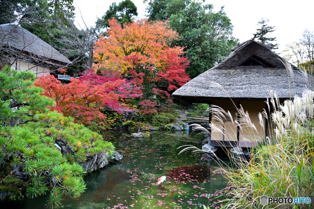 京都の紅葉２０２０　その８