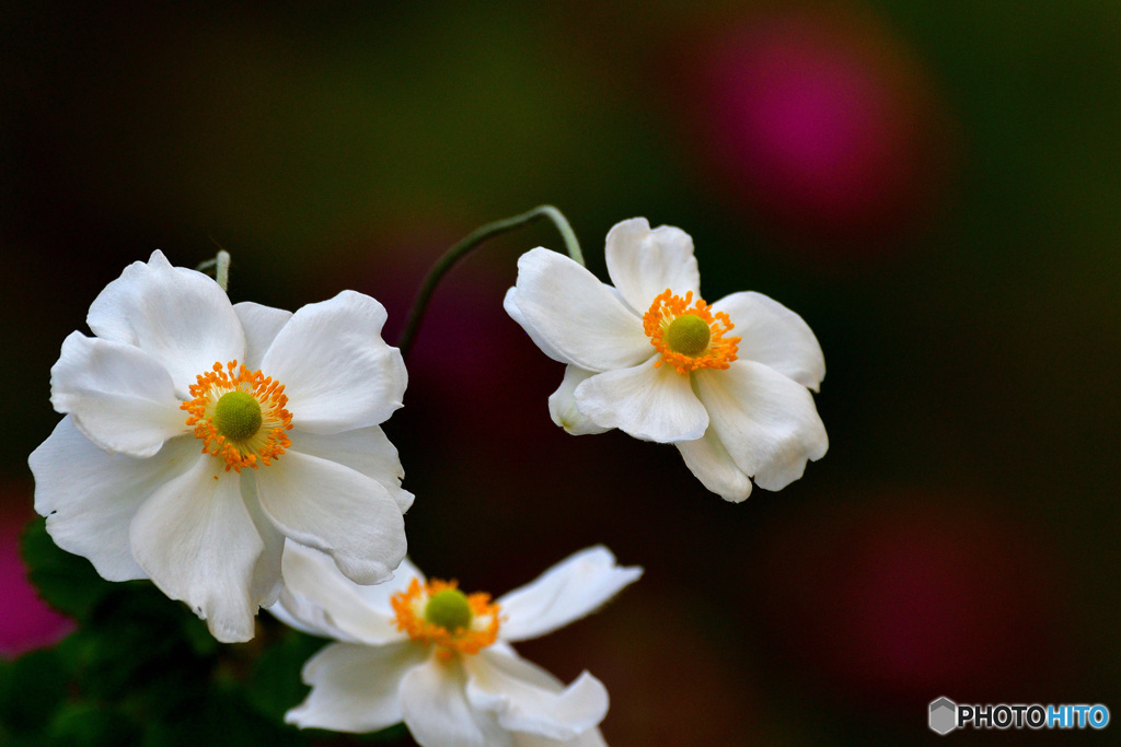 貴船菊