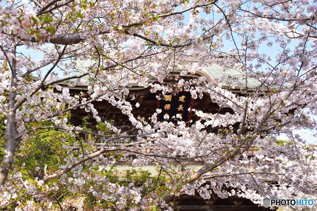 鎌倉の桜　建長寺