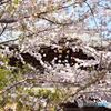 鎌倉の桜　建長寺